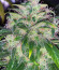 Franco's Lemon Cheese fem (Green House Seeds) семена конопли