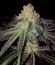 Holy Punch fem (Green House Seeds) семена конопли