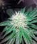 Lithium OG Kush fem (Nirvana Seeds) семена конопли