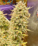 Strawberry Pie Auto fem (FastBuds) семена конопли