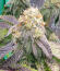 Watermelon Zkittlez Fast Version fem (Easy Grow Seeds) семена конопли