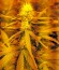 Сорт конопли Amnesia XXL Autoflowering