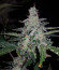 Auto Anesthesia fem (Pyramid Seeds) семена конопли