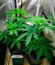 Banana Rapids fem (Dr. Krippling Seeds) семена конопли