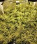 Big Bud fem (Vision Seeds) семена конопли