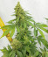 Blueberry Hill fem (Herbies Seeds) семена конопли