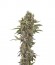 Moby Dick Autoflowering fem (Dinafem Seeds) семена конопли