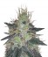 Raspberry Cough reg (Nirvana Seeds) семена конопли