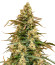 Sith OG fem (AlphaFem Seeds) семена конопли