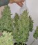 Smokin Gun Auto fem (Dr. Krippling Seeds) семена конопли