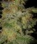 Incredible Bulk Auto fem (Dr. Krippling Seeds) семена конопли
