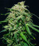 Chem Bomb Auto fem (Humboldt Seed Organization) семена конопли