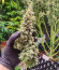 Wedding Cake Autoflower fem (Easy Grow Seeds) семена конопли