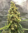 Ak Skunk Auto fem (Kalashnikov Seeds) семена конопли