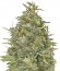 G13 Haze fem (Barney's Farm) семена конопли