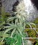 Kush-N-Cheese fem семена конопли