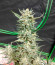 Strawberry Banana Auto fem (FastBuds) семена конопли