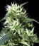 Sweet Mango Auto fem (Green House Seeds) семена конопли