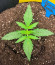 Auto Chocolate Kush fem (00 Seeds) семена конопли