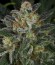 Serious Kush fem (Serious Seeds) семена конопли