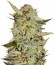 Bubble Gum fem (Serious Seeds) семена конопли