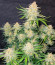 Frostbanger Auto F3 fem (FastBuds) семена конопли