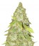 Kripple Shock fem (Dr. Krippling Seeds) семена конопли