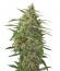 Moby Dick XXL Autoflowering fem семена конопли