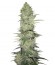 White Widow Automatic fem (Nirvana Seeds) семена конопли
