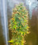 Auto Chocolate Kush fem (00 Seeds) семена конопли