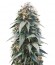 Ogre Auto fem (Doctor’s Choice) семена конопли