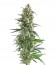 Amnesia Gold fem (Pyramid Seeds) семена конопли