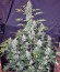 Auto Anesthesia fem (Pyramid Seeds) семена конопли