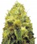 Blow Dream fem (Victory Seeds) семена конопли