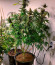 Bruce Banner Auto (Sweet Seeds) семена конопли