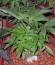Crystal Queen fem (Vision Seeds) семена конопли