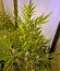 Damnesia Autoflowering fem (Strain Hunters) семена конопли