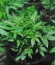 Krippleberry Auto fem (Dr. Krippling Seeds) семена конопли