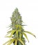 Raspberry Cough fem (Nirvana Seeds) семена конопли