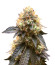 Fem Mix Pack #1 fem (Herbies Seeds) микс семян конопли