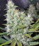 1024 fem (Medical Seeds) семена конопли