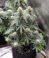 Auto Fresh Candy fem (Pyramid Seeds) семена конопли
