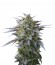 Blue Mystic fem (Royal Queen Seeds) семена конопли