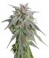 Blue Mystic fem (Nirvana Seeds) семена конопли