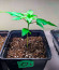 Dolly Kush fem (Dr. Krippling Seeds) семена конопли