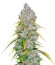 Excalibur fem семена конопли