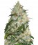 Grapefruit fem (Bulk Seed Bank) семена конопли