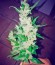 Hobbit Auto (Ginger Punch Auto) fem семена конопли