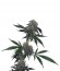 Jack Flash reg (Sensi Seeds) семена конопли