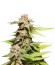 Kannabia Special Max Auto fem семена конопли